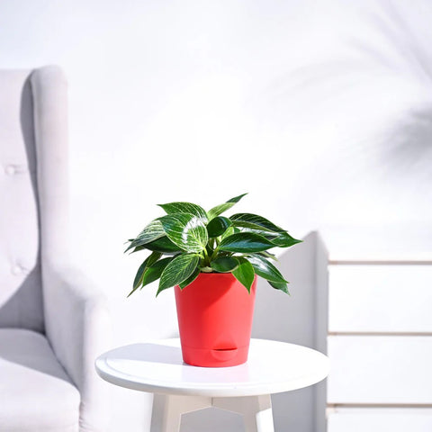 Philodendron Birkin