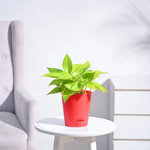 Money Plant Golden