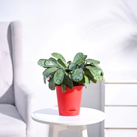 Calathea Burle Marxi
