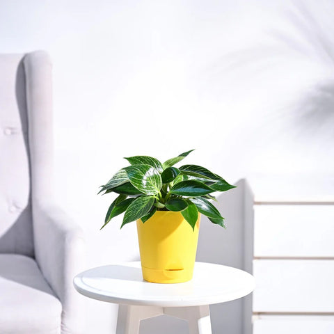 Philodendron Birkin