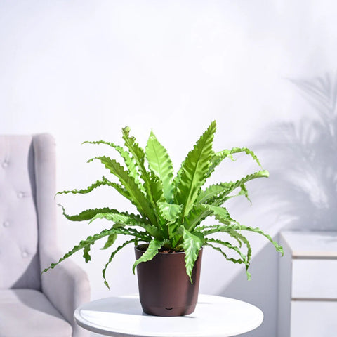 Osaka Bird Nest Fern