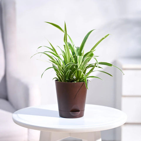 Chlorophytum Spider Plant - Reverse