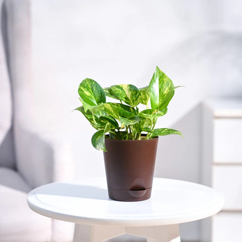 Money Plant Variegated