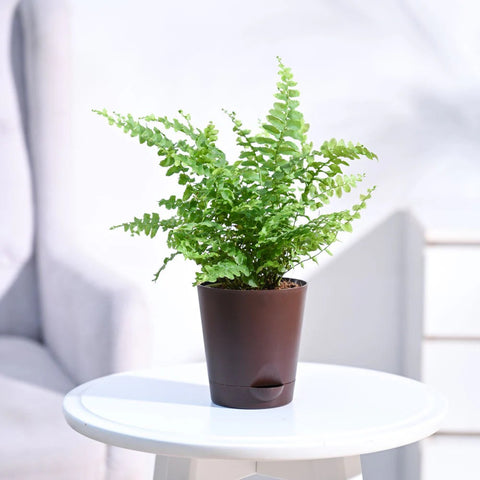 Boston Compacta Fern