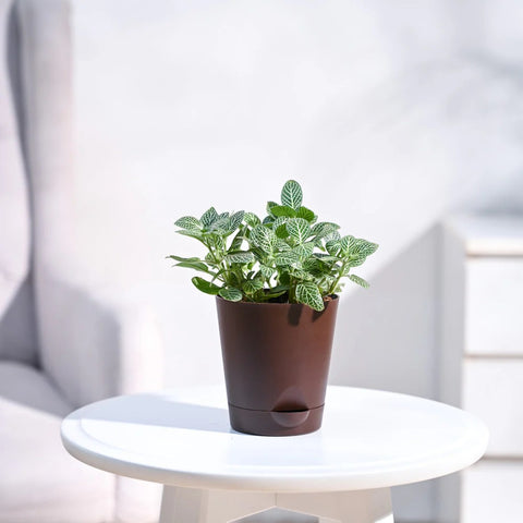 White Nerve Plant
