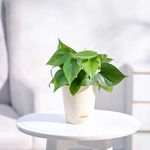 Philodendron Oxycardium Green