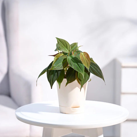 Philodendron Micans