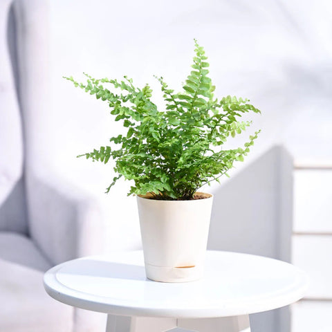 Boston Compacta Fern