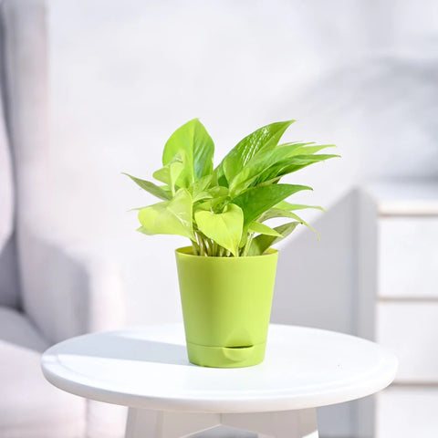 Money Plant Golden