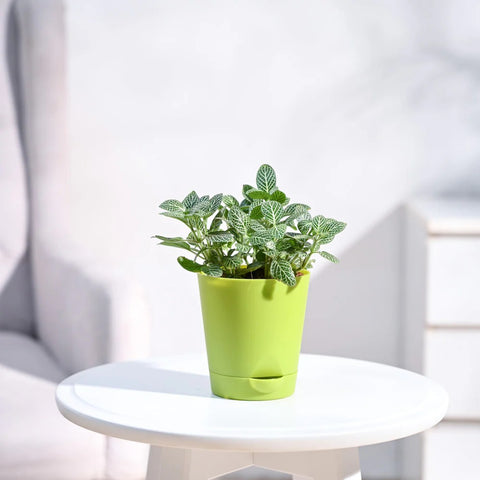 White Nerve Plant