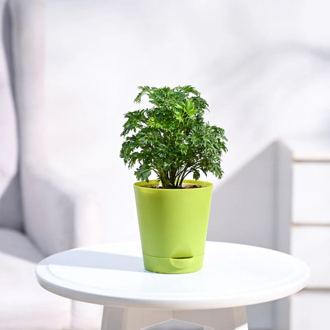 Aralia Golden