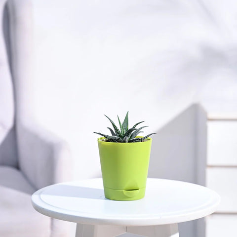 Haworthia Fasciata
