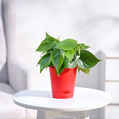 Philodendron Oxycardium Green