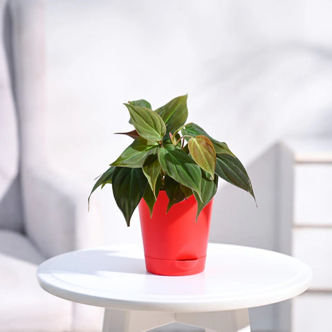 Philodendron Micans