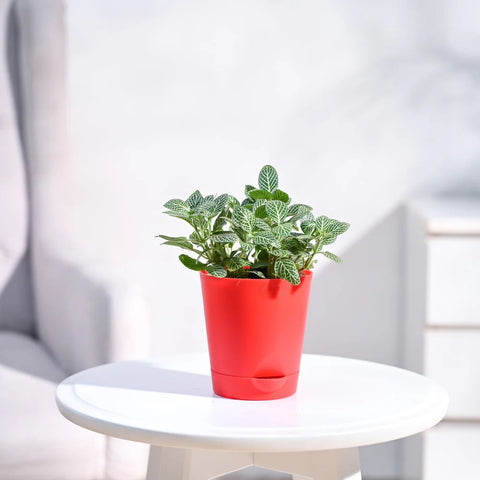 White Nerve Plant