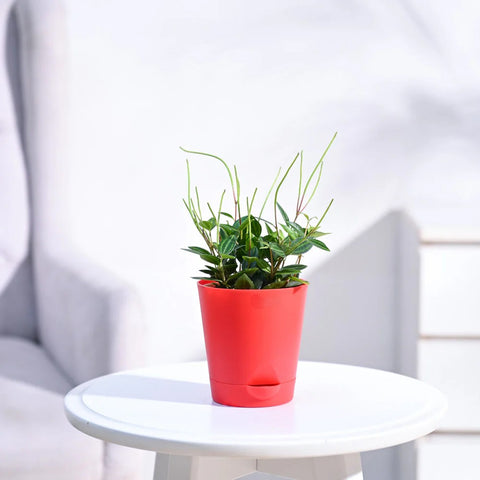Peperomia Angulata