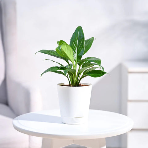 Peace Lily