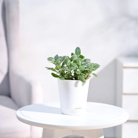 White Nerve Plant