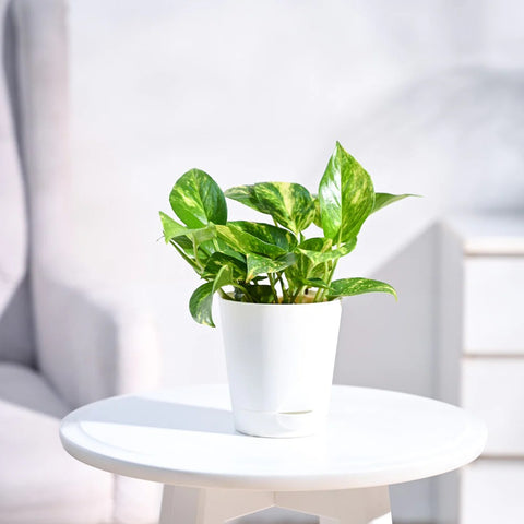 Money Plant Variegated