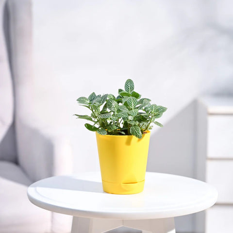 White Nerve Plant