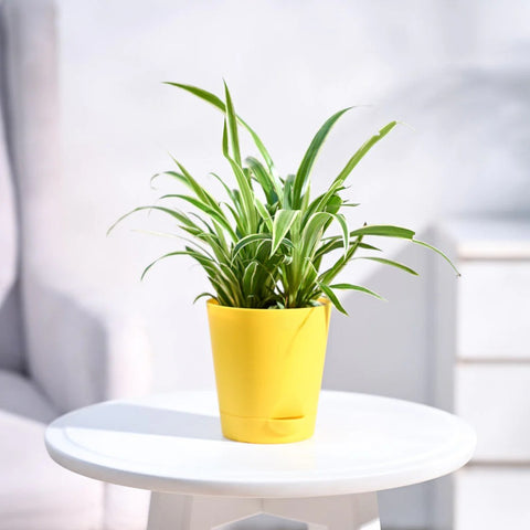 Chlorophytum Spider Plant - Reverse