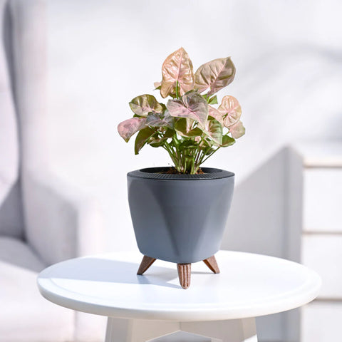 Syngonium Pink