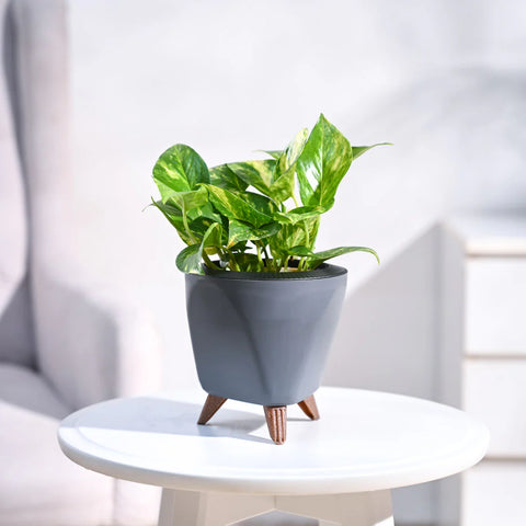 Money Plant Variegated
