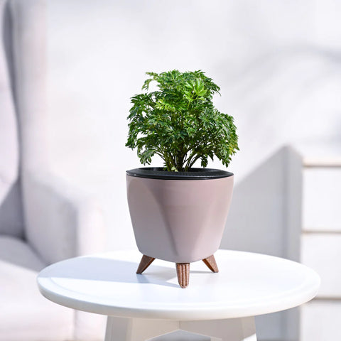 Aralia Golden