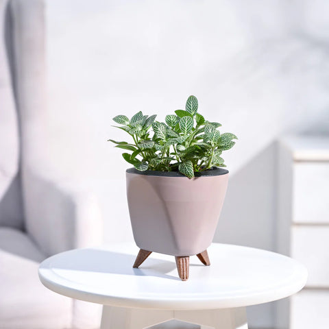 White Nerve Plant