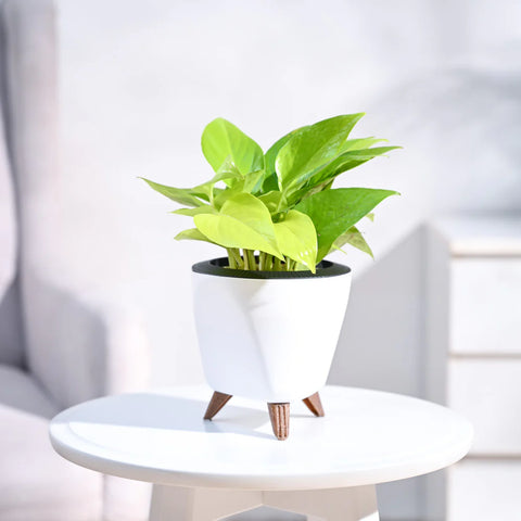 Money Plant Golden
