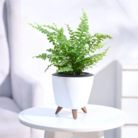 Boston Compacta Fern