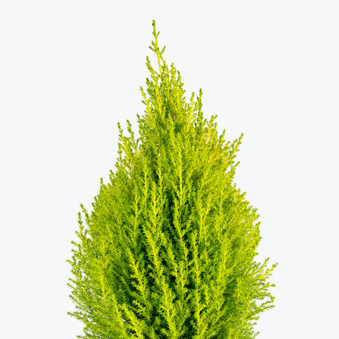 Lemon Cypress