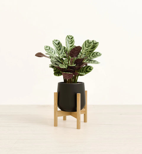 Calathea Burle Marxi