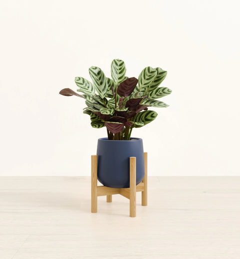 Calathea Burle Marxi