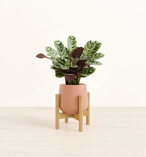 Calathea Burle Marxi