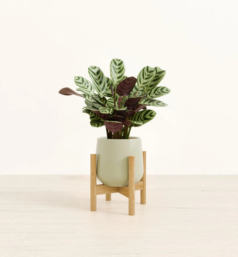 Calathea Burle Marxi