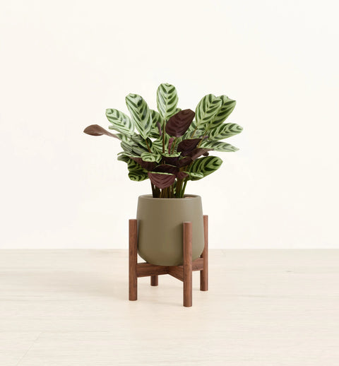 Calathea Burle Marxi