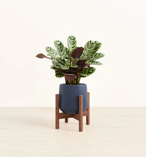 Calathea Burle Marxi