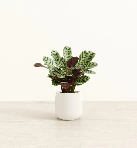 Calathea Burle Marxi