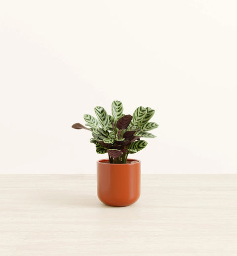 Calathea Burle Marxi