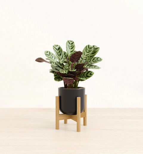 Calathea Burle Marxi
