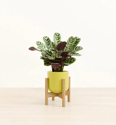 Calathea Burle Marxi