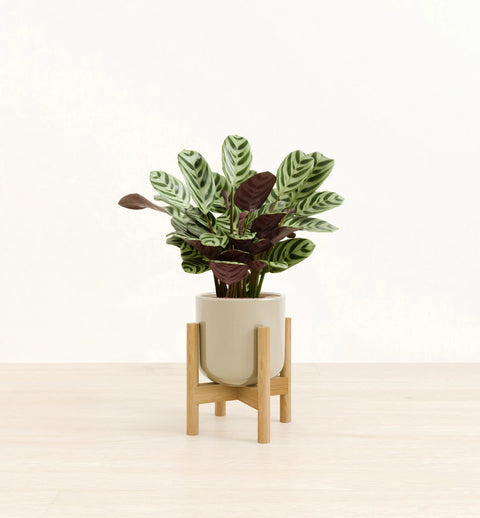 Calathea Burle Marxi
