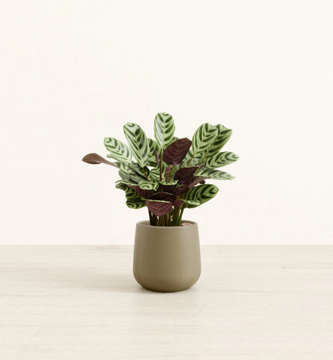 Calathea Burle Marxi