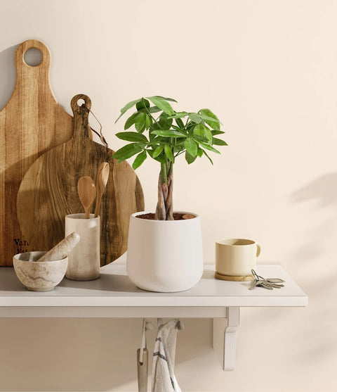 Money Tree