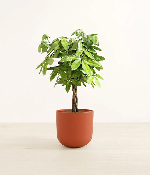 Money Tree