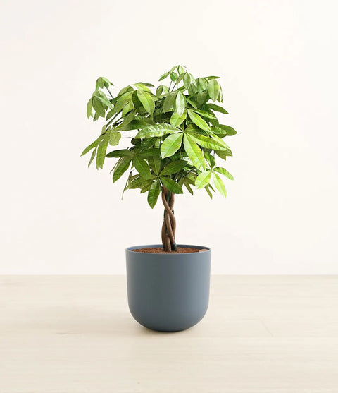 Money Tree