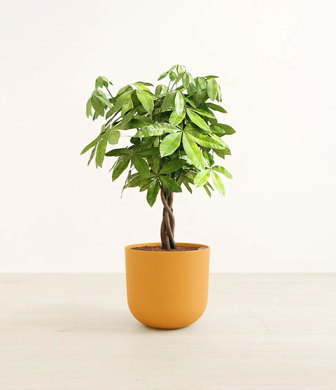 Money Tree