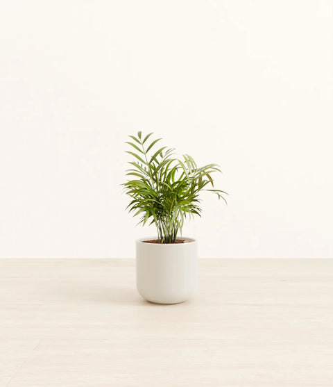 Parlour Palm