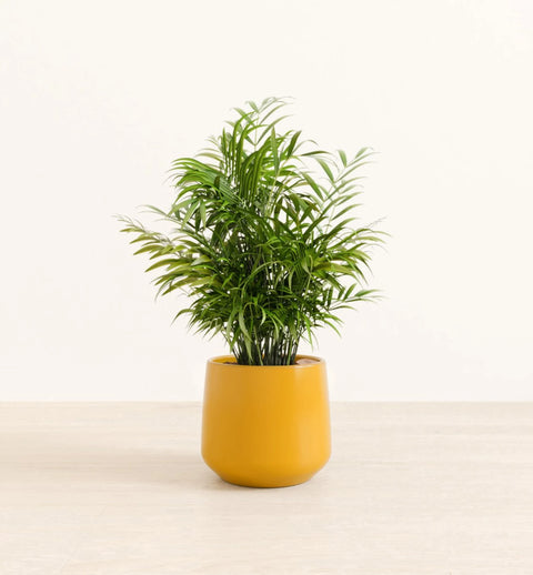 Bamboo Palm